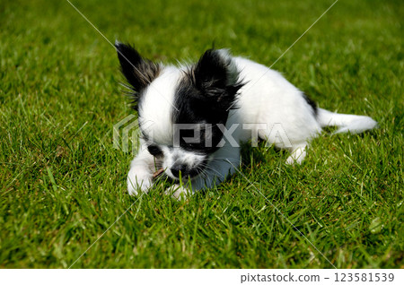 Chihuahua dog on green grass 123581539