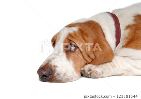 Sad and sick Basset Hound dog on a white background Sad and sick Basset Hound dog on a white background 123581544