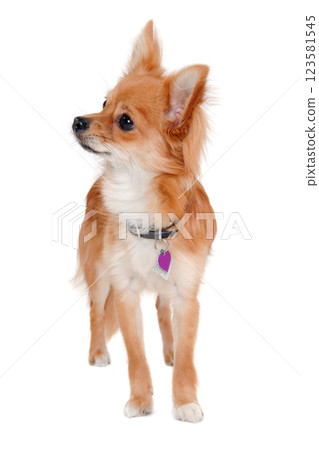 chihuahua puppy dog is standing on a white background 123581545