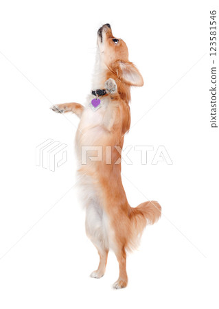 chihuahua puppy dog is standing on a white background 123581546