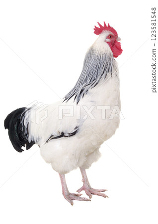 Rooster on white background 123581548