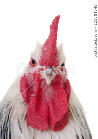 Head of rooster on white background Head of rooster on white background 123581549