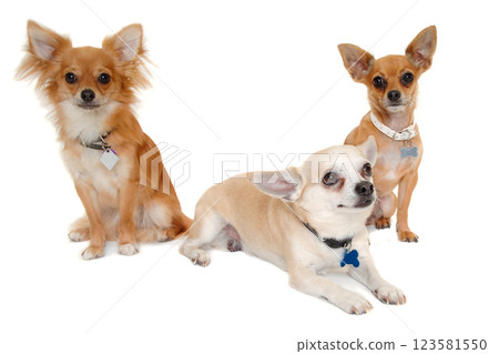 Three happy chihuahua puppy dogs on a white background 123581550