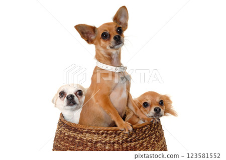 Three happy chihuahua puppy dogs on a white background 123581552
