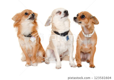 Three happy chihuahua puppy dogs on a white background 123581604