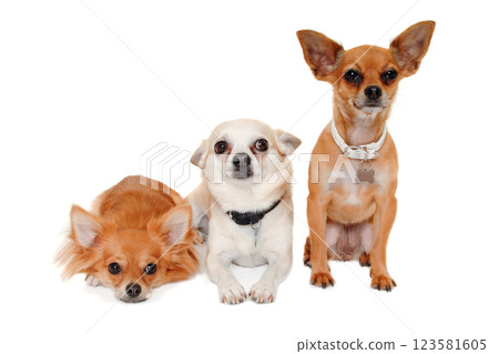 Three happy chihuahua puppy dogs on a white background 123581605