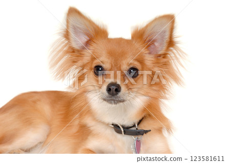 chihuahua puppy dog is resting on a white background 123581611