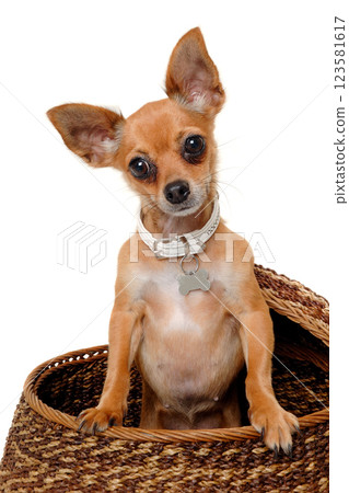 chihuahua puppy dog  on a white background 123581617