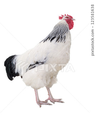 Rooster on white background 123581638
