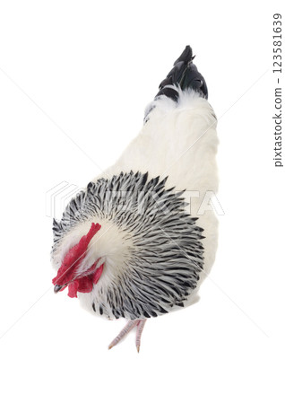 Rooster on white background 123581639