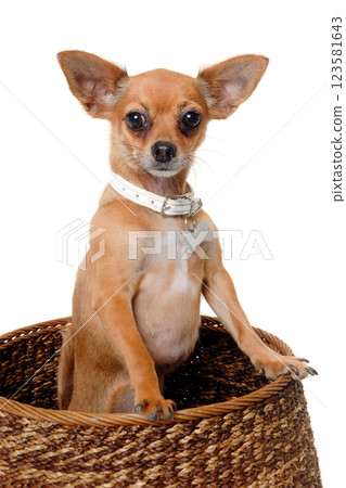 chihuahua puppy dog  on a white background 123581643