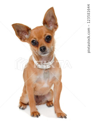 chihuahua puppy dog is sitting on a white background 123581644
