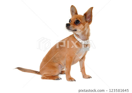 chihuahua puppy dog is sitting on a white background 123581645