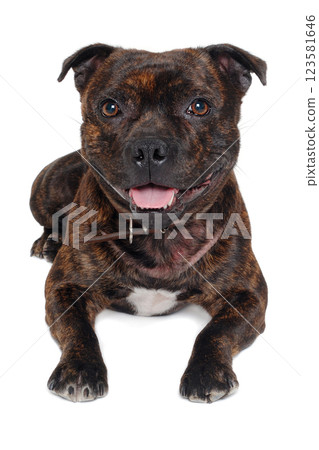 Staffordshire Bull Terrier dog 123581646
