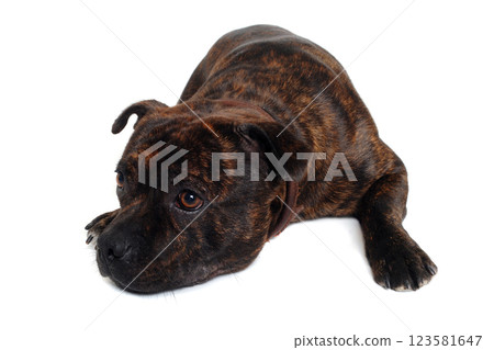 Staffordshire Bull Terrier dog Staffordshire Bull Terrier dog 123581647