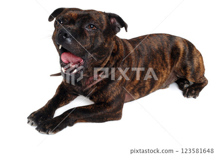 Staffordshire Bull Terrier dog Staffordshire Bull Terrier dog 123581648