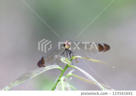 A squirrel flycatcher resting on a branch 123581691