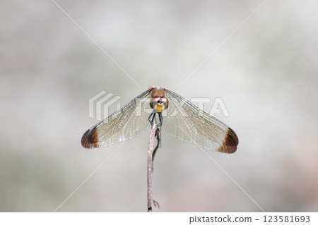A squirrel flycatcher resting on a branch A squirrel flycatcher resting on a branch 123581693