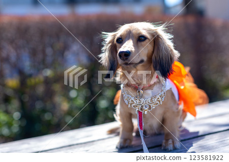 卡寧琴臘腸犬在公園玩耍 卡寧琴臘腸犬在公園玩耍 123581922