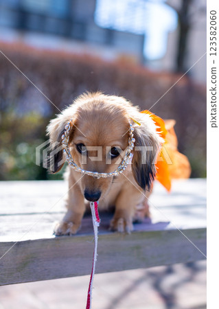 卡寧琴臘腸犬在公園玩耍 123582060