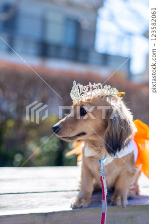 Kaninchen Dachshund playing in the park 123582061