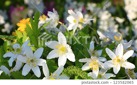 Delicate first anemone flowers in the spring forest. Abstract floral background, banner. Spring arrival concept, floral card, template for design, selective focus; Delicate first anemone flowers in the spring forest. Abstract floral background, banner. Spring arrival concept, floral card, template for design, selective focus; 123582065