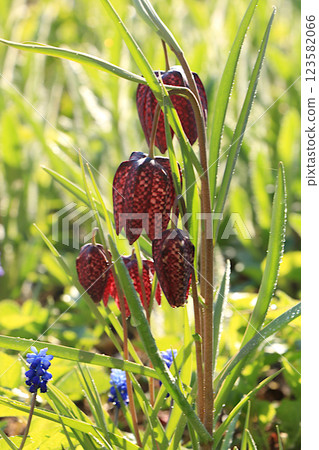 The first flowers of the royal hazel grouse in the spring forest. Abstract floral background, banner. Spring arrival concept, floral card, template for design, selective focus; 123582066