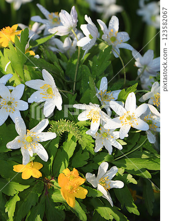 Delicate first anemone flowers in the spring forest. Abstract floral background, banner. Spring arrival concept, floral card, template for design, selective focus; Delicate first anemone flowers in the spring forest. Abstract floral background, banner. Spring arrival concept, floral card, template for design, selective focus; 123582067