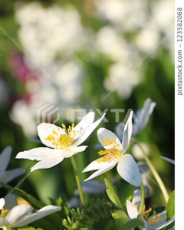 Delicate first anemone flowers in the spring forest. Abstract floral background, banner. Spring arrival concept, floral card, template for design, selective focus; Delicate first anemone flowers in the spring forest. Abstract floral background, banner. Spring arrival concept, floral card, template for design, selective focus; 123582068