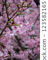 Cherry Blossoms	 123582165