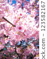 Cherry Blossoms	 123582167