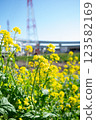 Rape blossoms 123582169