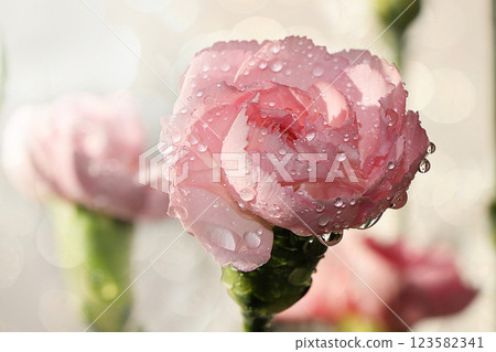 Spring flowers on a blurred light bokeh background, drops on the buds create a wonderful mood, carnations in the garden after the rain 123582341