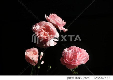 Spring flowers on a black background, coziness of a new village house, beauty created by nature, an isolated flower Spring flowers on a black background, coziness of a new village house, beauty created by nature, an isolated flower 123582342