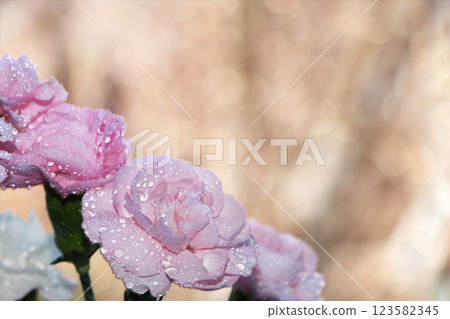Spring flowers on a blurred light bokeh background, drops on the buds create a wonderful mood, carnations in the garden after the rain 123582345