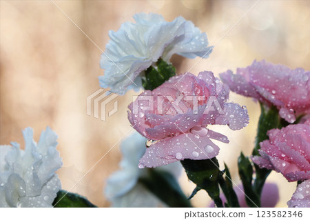 Spring flowers on a blurred light bokeh background, drops on the buds create a wonderful mood, carnations in the garden after the rain Spring flowers on a blurred light bokeh background, drops on the buds create a wonderful mood, carnations in the garden after the rain 123582346