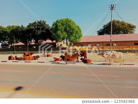 A herd of cows on the road, Maun, Botswana 2 A herd of cows on the road, Maun, Botswana 2 123582368