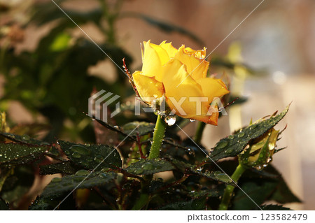 Spring flowers on a blurred light bokeh background, drops on flower buds create a wonderful mood; Spring flowers on a blurred light bokeh background, drops on flower buds create a wonderful mood; 123582479