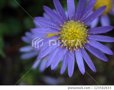 一朵美麗的淡紫色海菊在十一月的一個雨天裡盛開 123582633