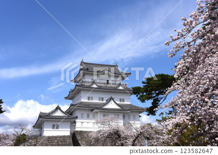 Odawara Castle and Sakura 123582647