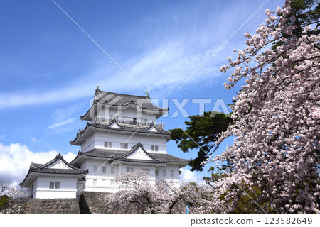 Odawara Castle and Sakura 123582649
