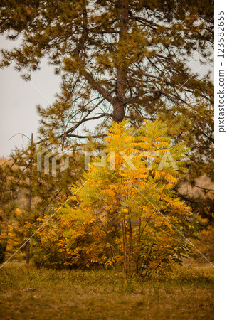 Yellow trees in autumn park on a cloudy day Yellow trees in autumn park on a cloudy day 123582655