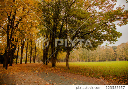 Yellow trees in autumn park on a cloudy day 123582657