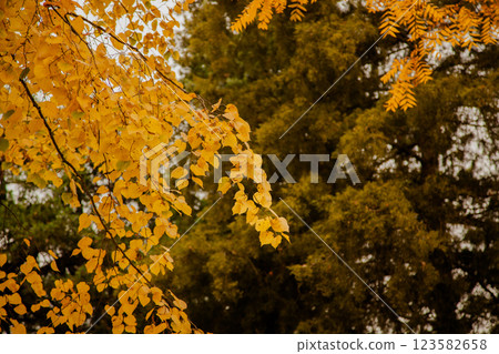 Background of autumn yellow and green leaves with sunlight filtering through Background of autumn yellow and green leaves with sunlight filtering through 123582658
