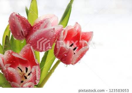 Spring tulips with a light background, drops on flower buds create a wonderful mood; Spring tulips with a light background, drops on flower buds create a wonderful mood; 123583053
