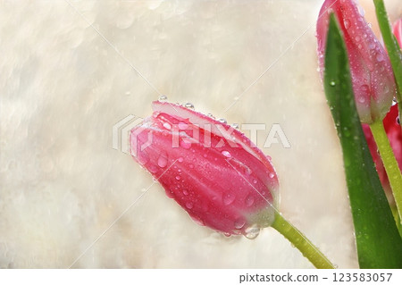 Spring tulips on a blurred light bokeh background, drops on flower buds create a wonderful mood; 123583057