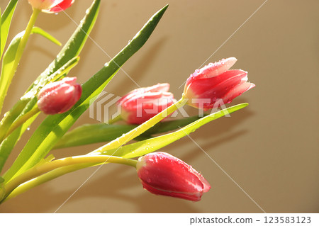 Spring tulips with a light background, drops on flower buds create a wonderful mood; Spring tulips with a light background, drops on flower buds create a wonderful mood; 123583123