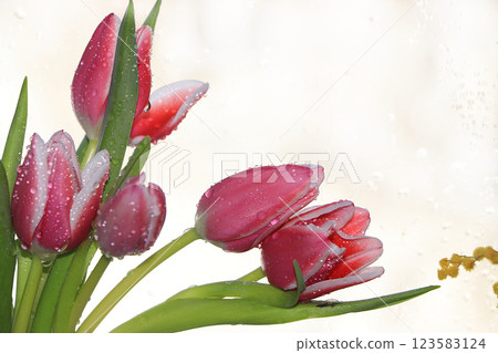 Spring tulips with a light background, drops on flower buds create a wonderful mood; Spring tulips with a light background, drops on flower buds create a wonderful mood; 123583124