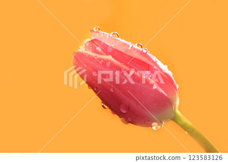 Spring tulips with a light background, drops on flower buds create a wonderful mood; 123583126