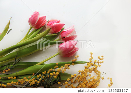 Spring tulips with a light background, drops on flower buds create a wonderful mood; 123583127